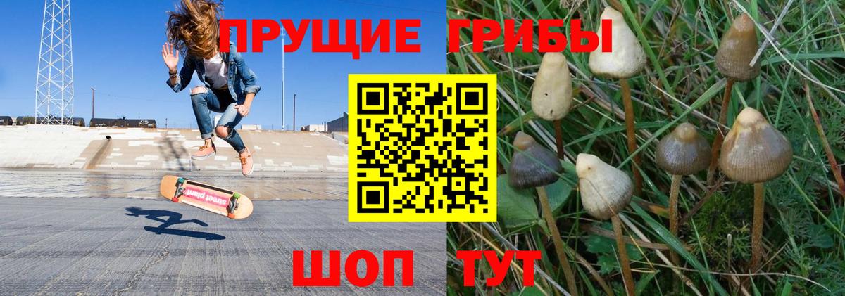 Псилоцибиновые грибы Cubensis Удомля